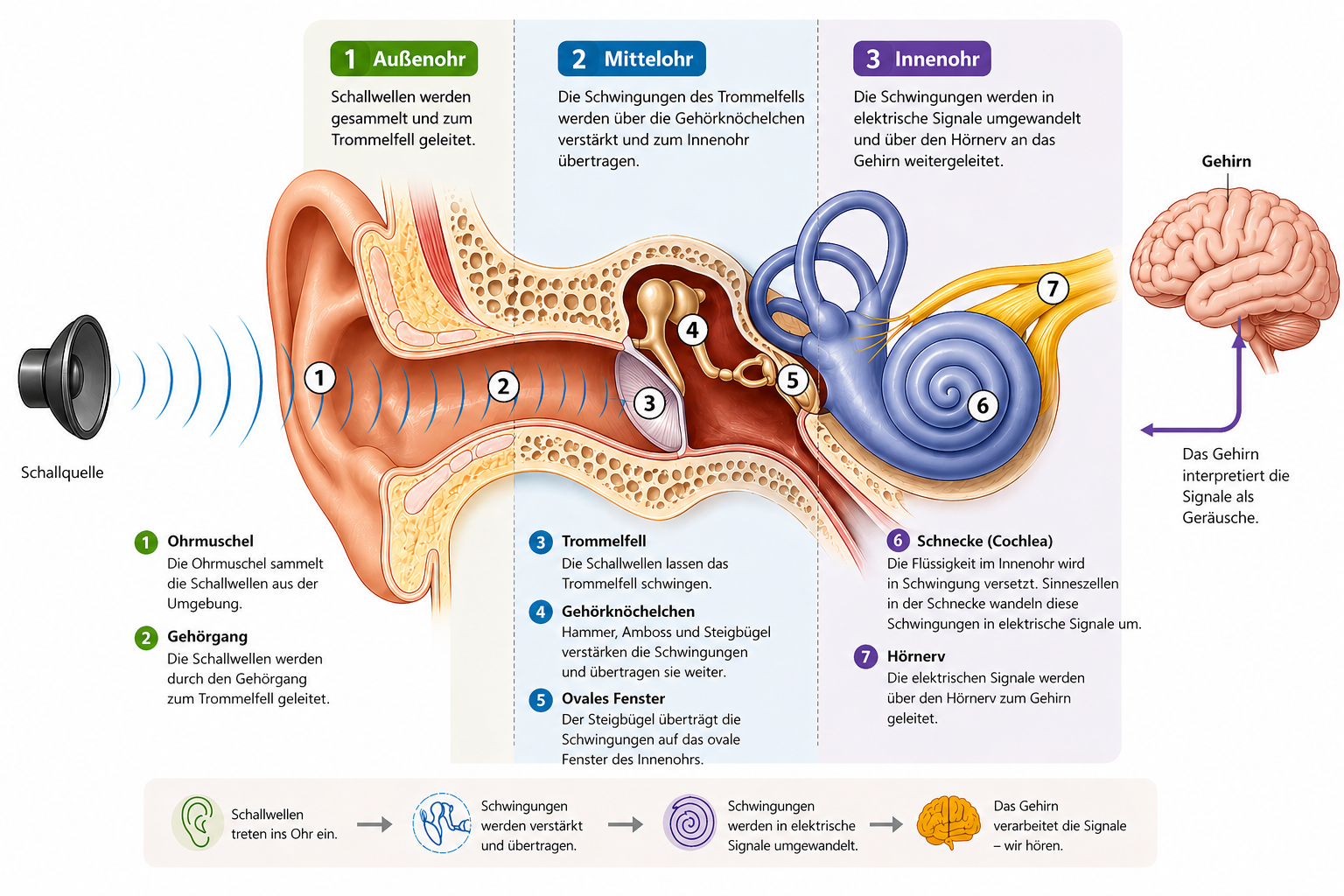 Anatomie des menschlichen Ohrs, Außenohr, Mittelohr und Innenohr mit nummerierten Strukturen
